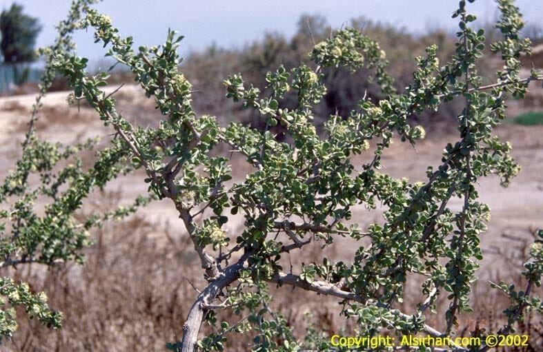 Nitraria retusa bush