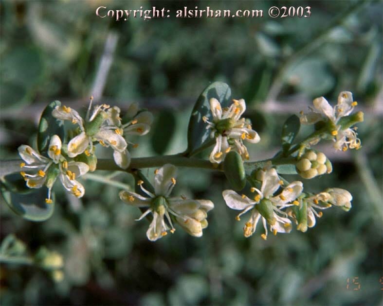 Nitraria retusa bush