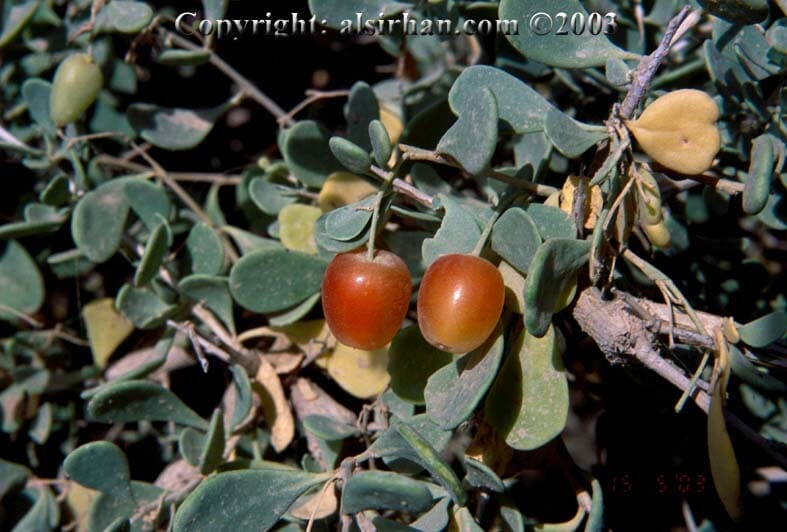 Nitraria retusa bush