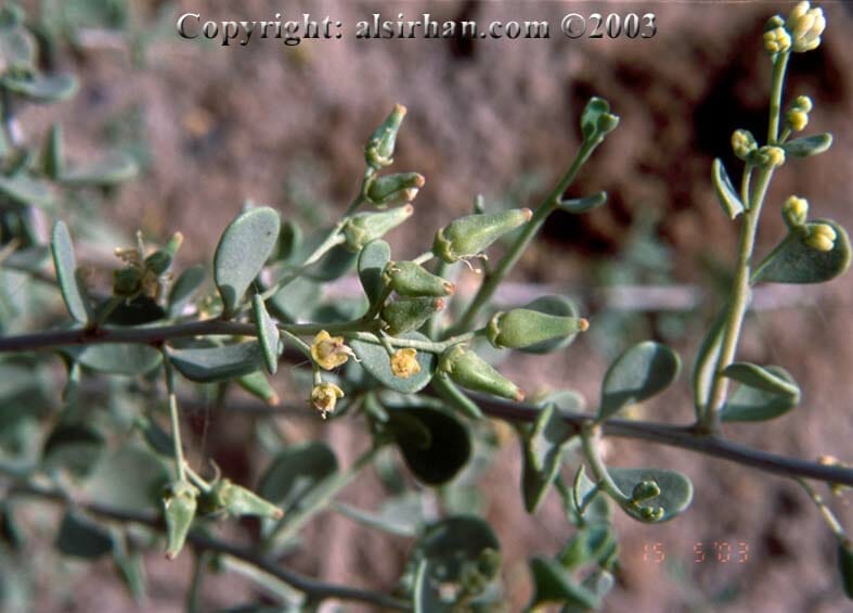 Nitraria retusa bush