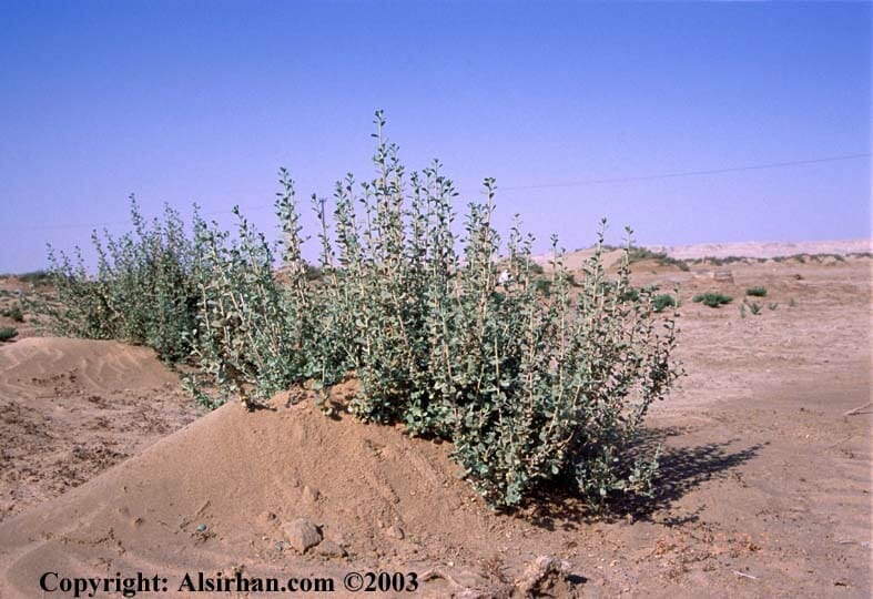 Nitraria retusa bush