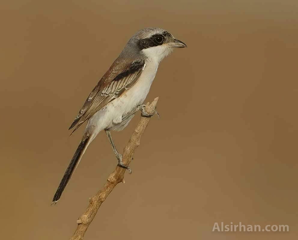 Bay-backed Shrike Lanius vittatus