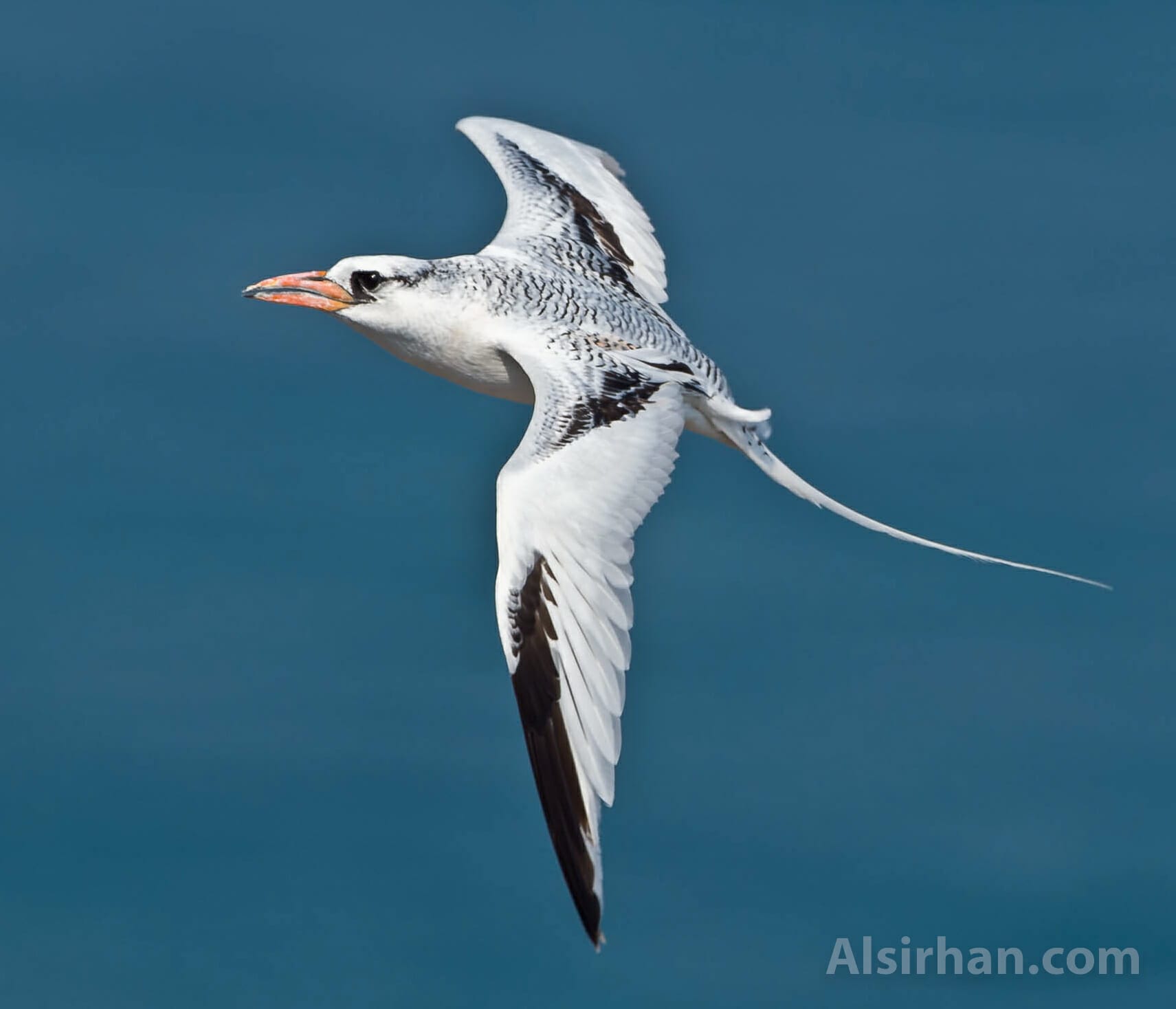 Red-billed Tropicbird Phaethon aethereus